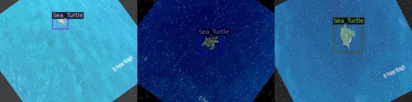 Drone footage of sea turtles with model-predicted bounding boxes